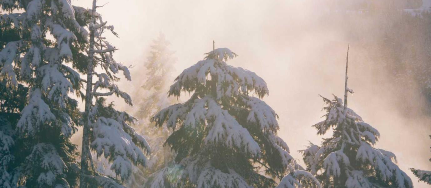 网站实名账号:西红柿APP详情下载教程